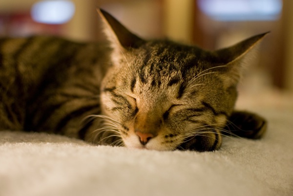 眠る猫