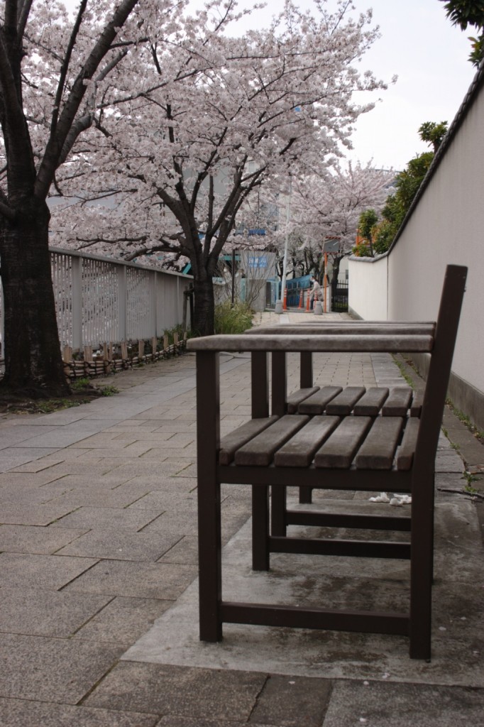 椅子と桜