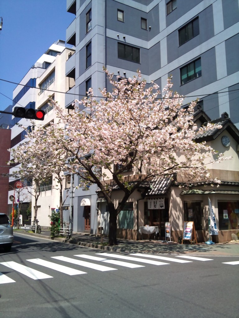 日本橋の桜