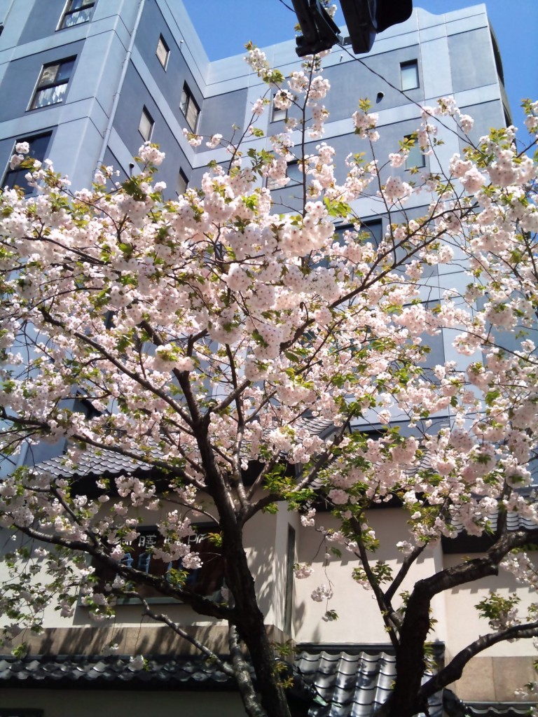 日本橋の桜