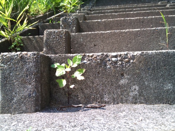 Plant on the stair