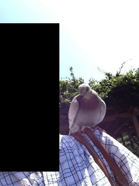 肩の上に乗る鳩