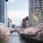 目黒川と桜と目黒エンペラー