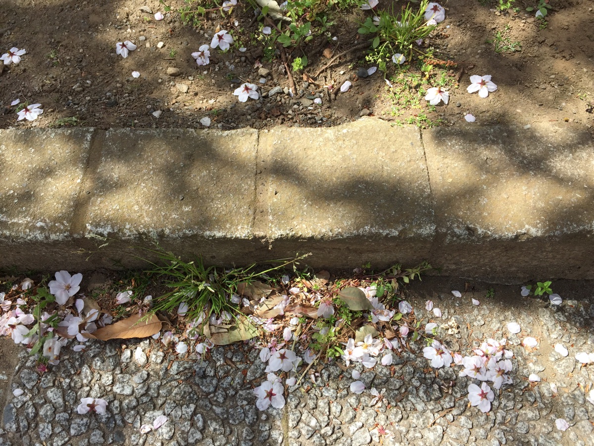 公園の散った桜