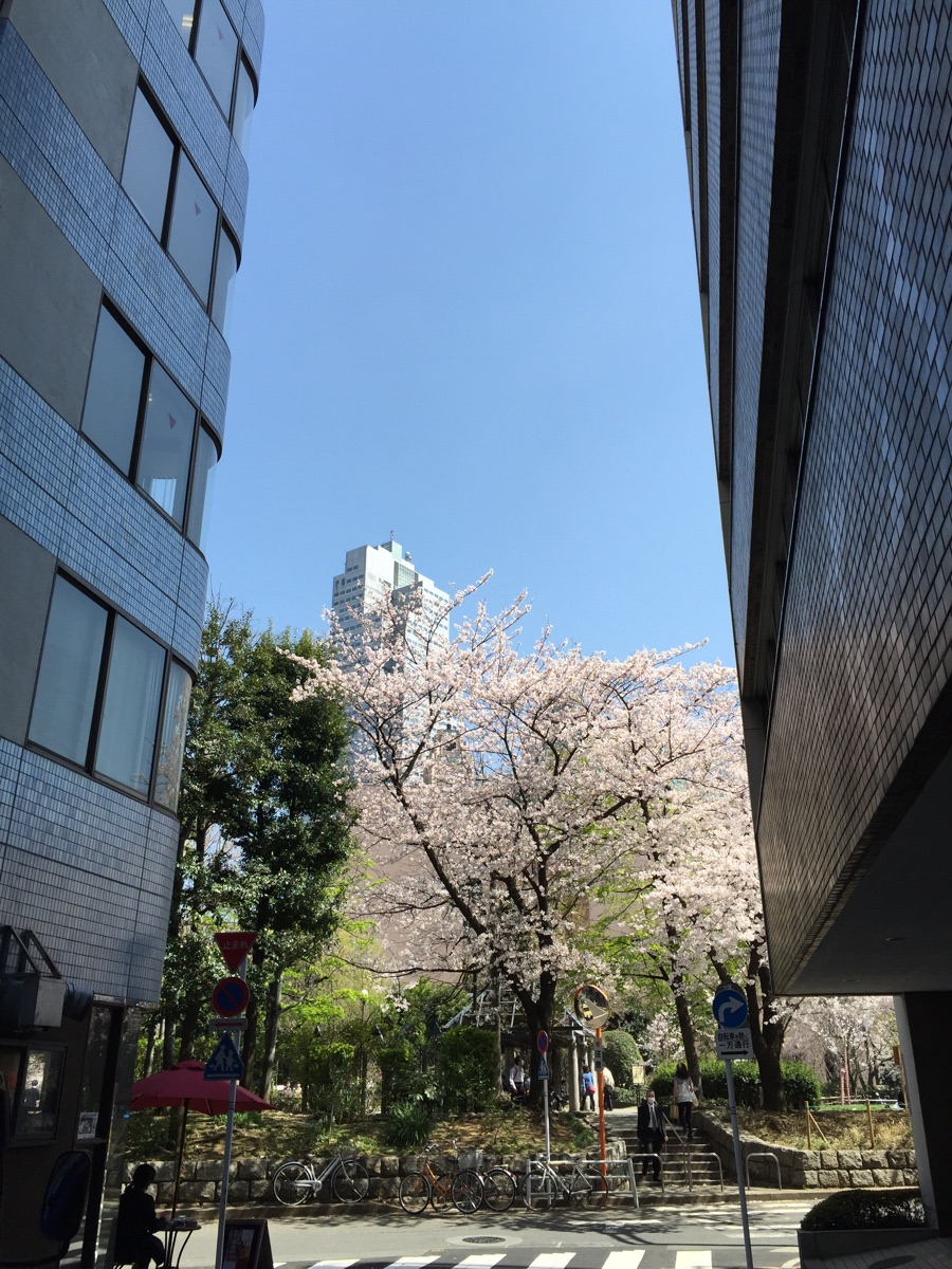 聖路加タワーと桜