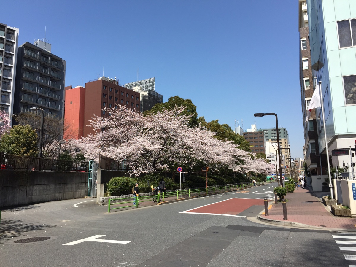 公園の横の道も桜