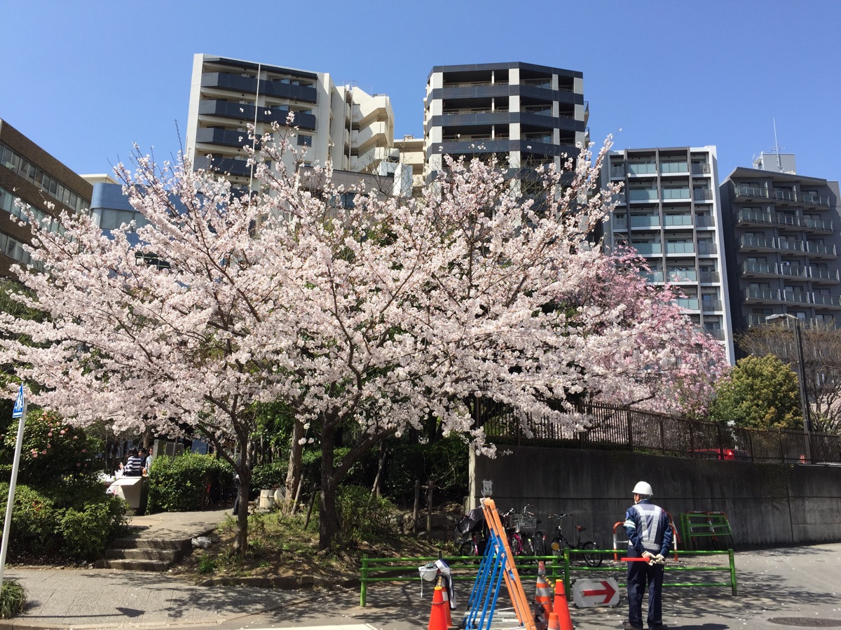 公園の入口の桜