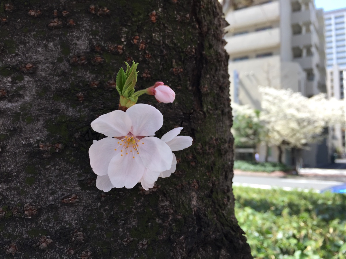 街路樹の桜の花びら
