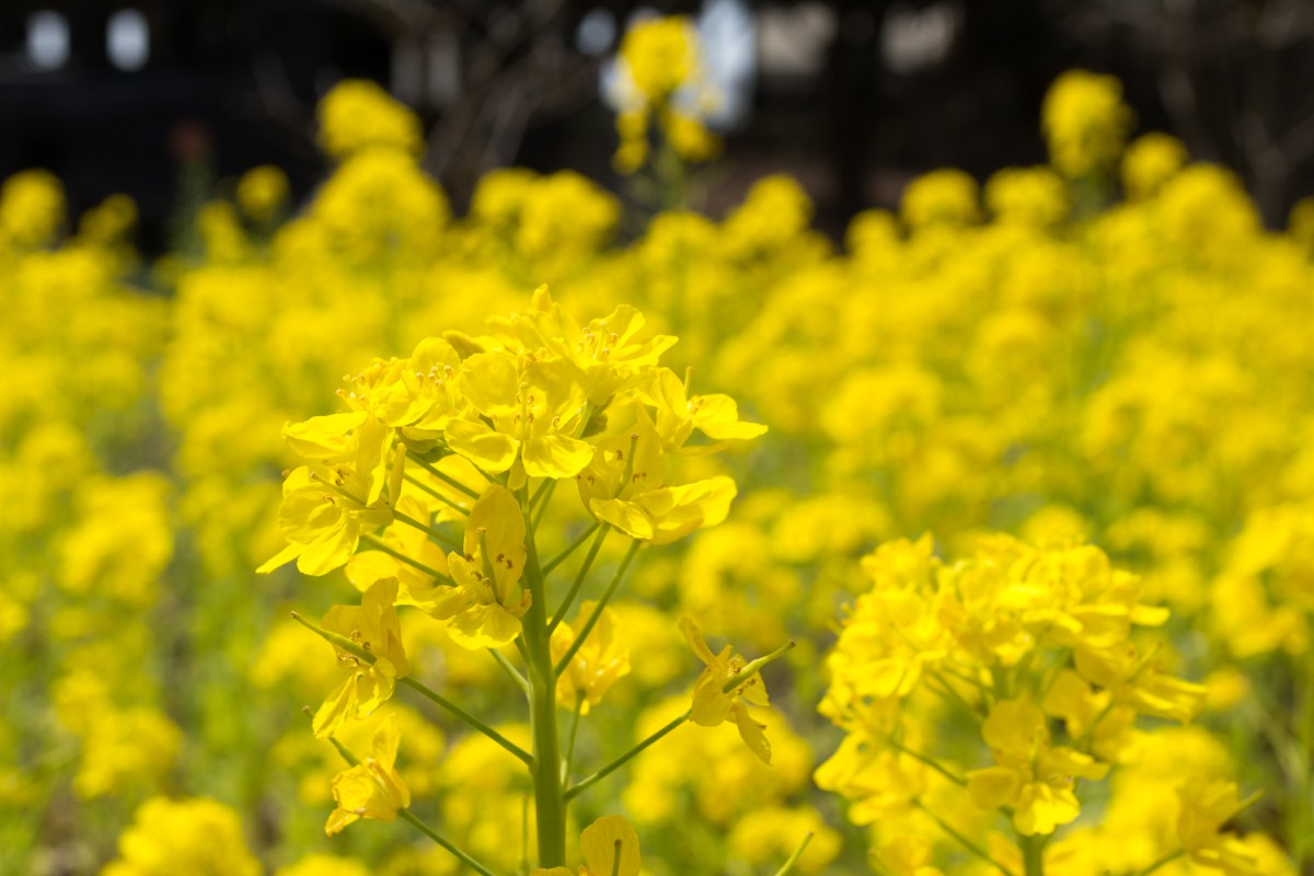千葉公園の菜の花