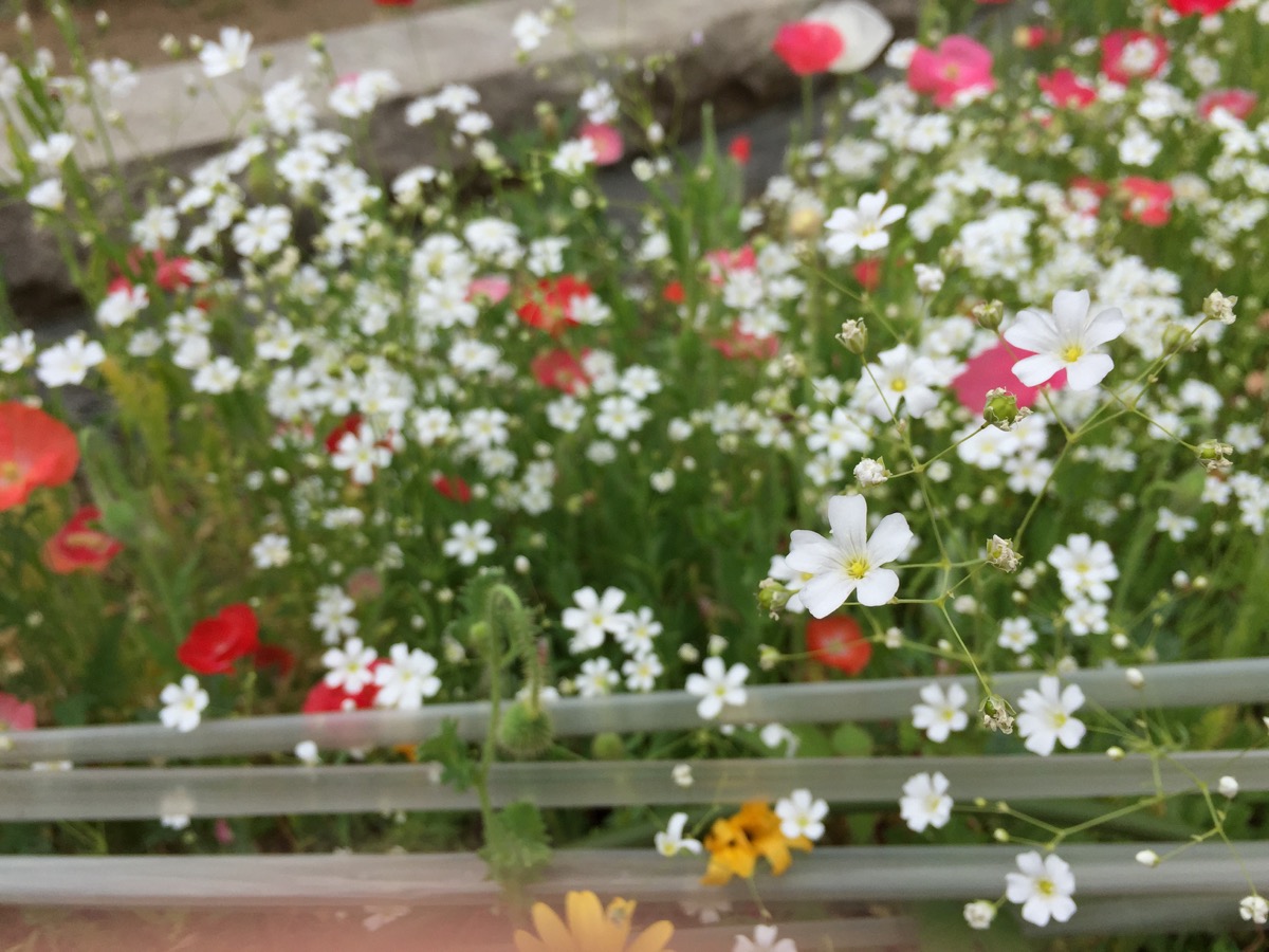 隅田川テラスの花壇