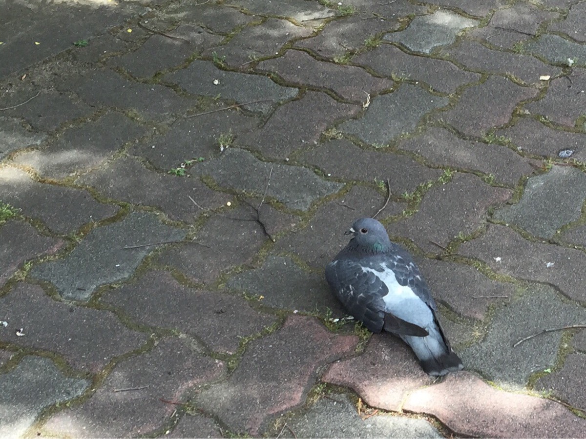 日陰で涼む鳩