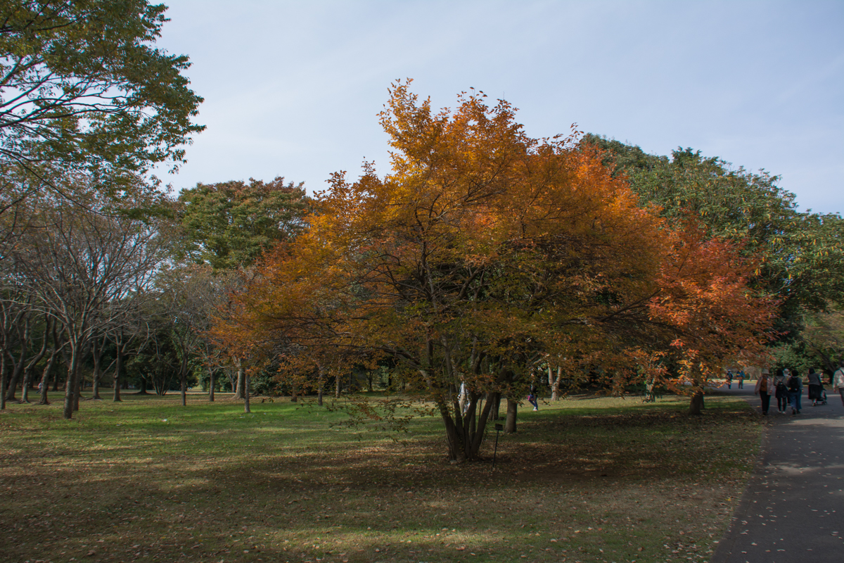 国営昭和記念公園の植物