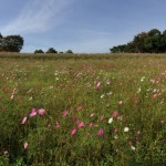 昭和記念公園のコスモス