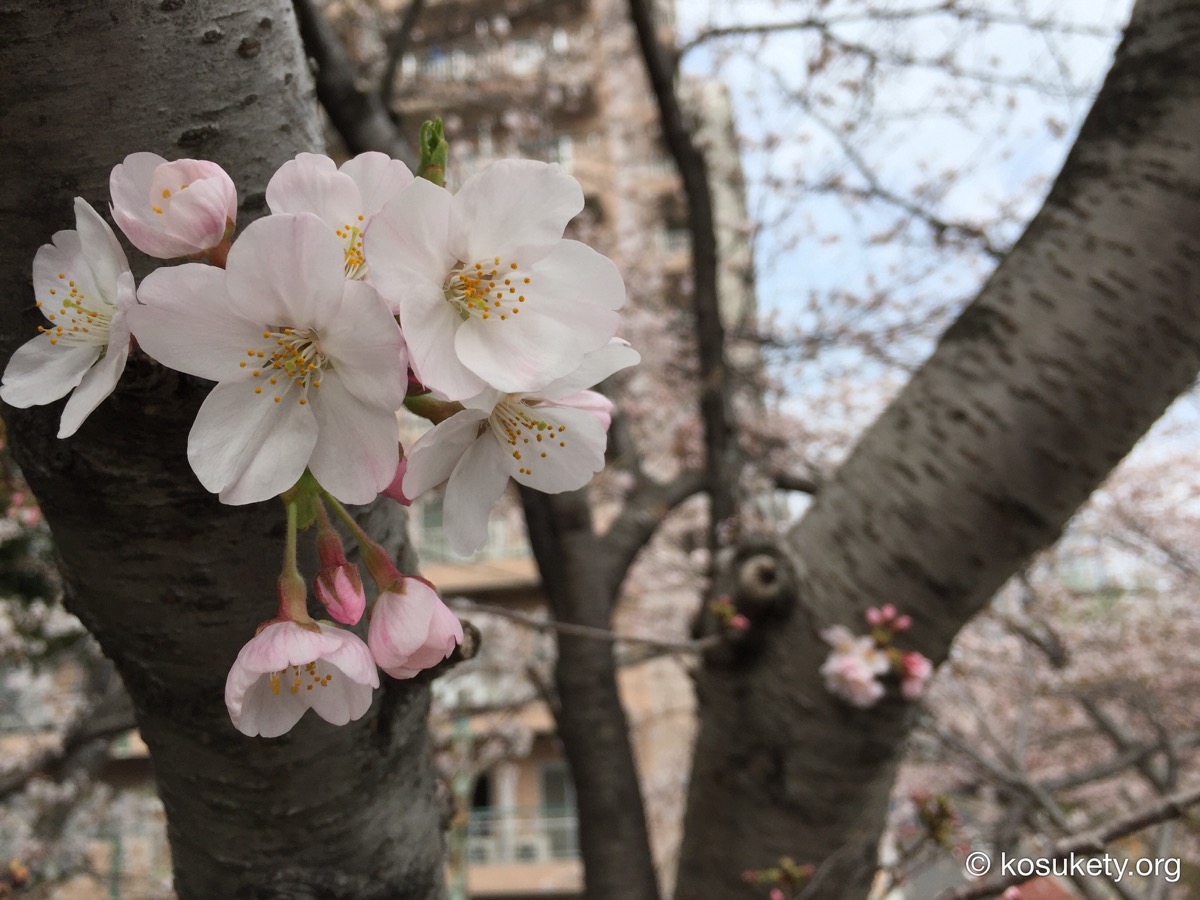 聖路加付近の隅田川テラスの桜