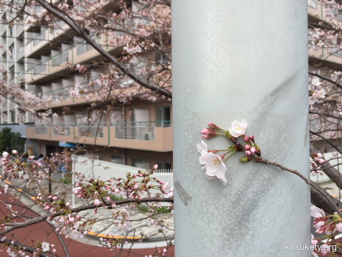 聖路加付近の隅田川テラスの桜