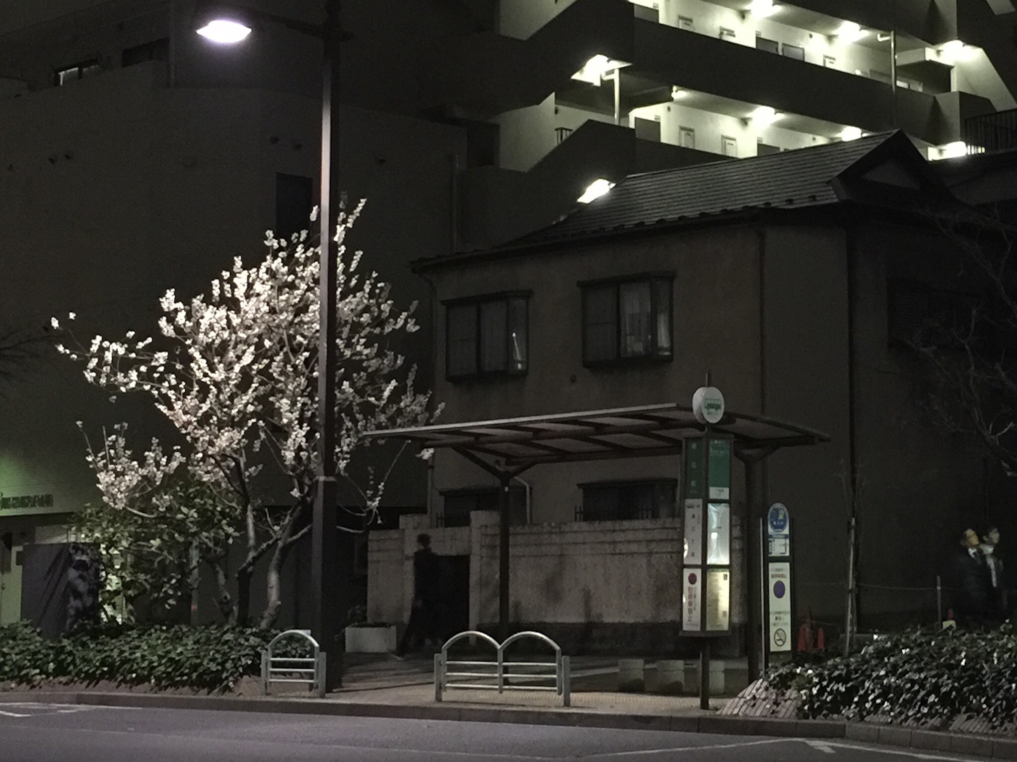 明石町バス停と夜桜