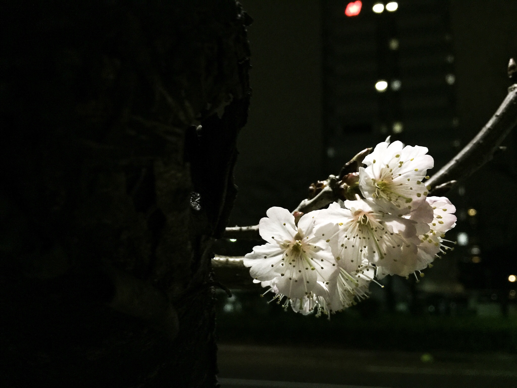 明石町バス停の夜桜