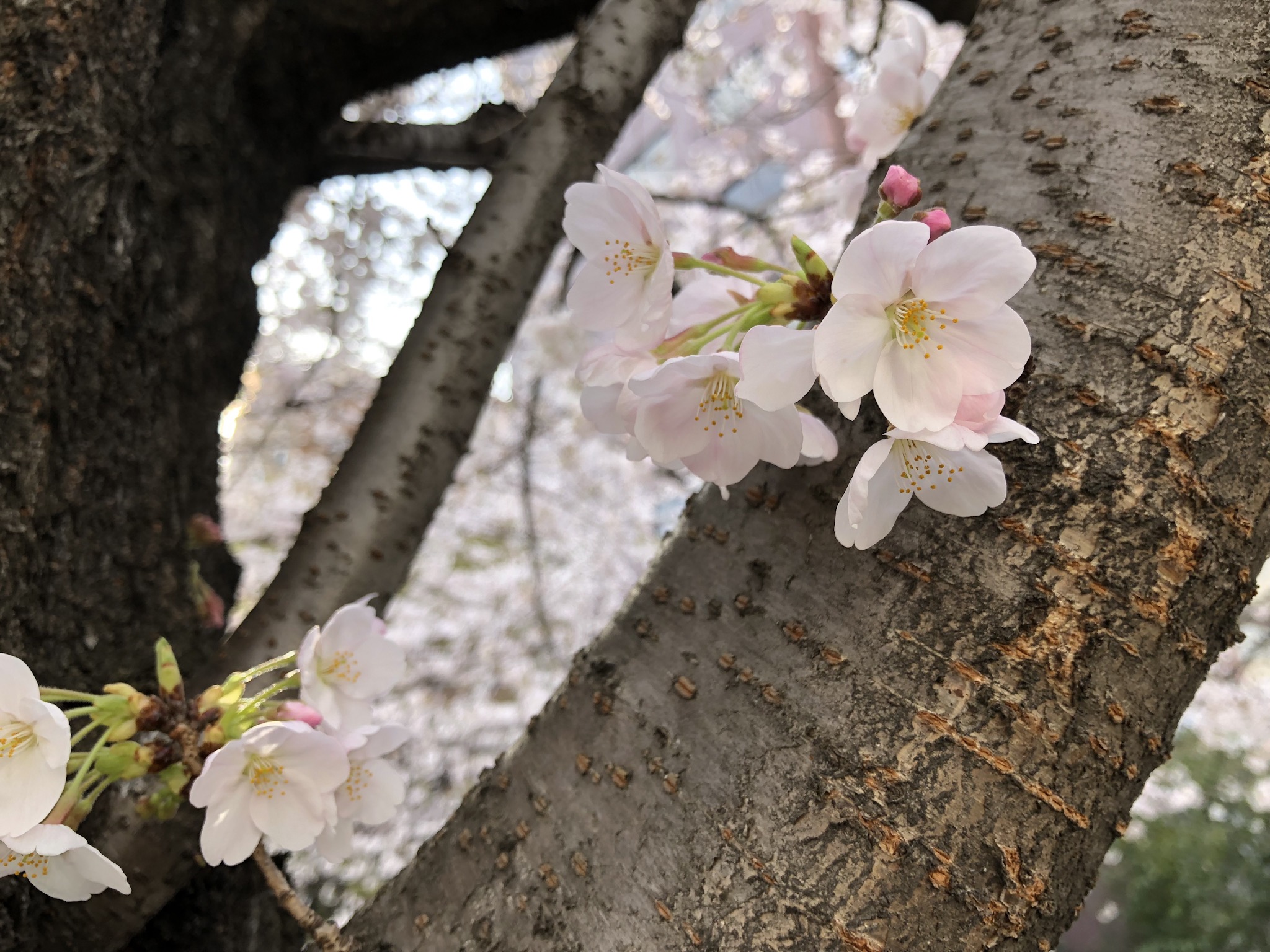 桜はiphoneでも十分にきれい Kosukety Blog